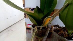 Unboxing PHALAENOPSIS 2nd Episode