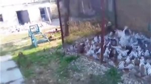 Агасиевские бойные голуби