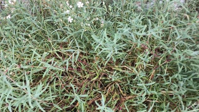 Gypsophila repens, Kriechendes Schleierkraut смотреть онлайн