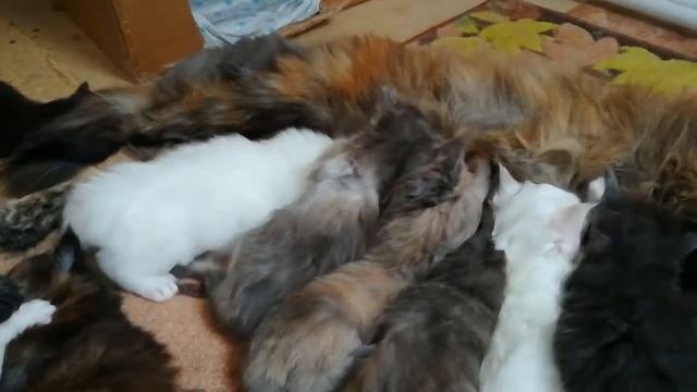 Смотреть видео котята мейн-кун из питомника | Купить котенка мейн-кун