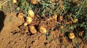 Картофель Урал начинает отгрузку картофеля из Астраханской области. Сорт Ривьера.