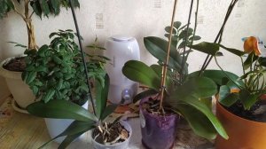 Увлажнитель воздуха для комнатных растений