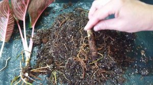 Детки,отростки или делёнка? Деление Аглаонем Голландской селекции.Детки Тайских Аглаонем.Хенг Хенг