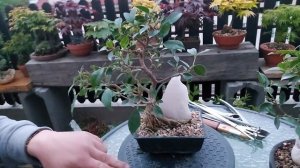 Ficus microcarpa with Rose Quartz Crystal