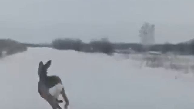 Охотники  вы где???????