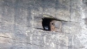 Пчела-плотник у входа в своё жилище.