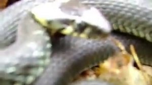 Шипит Уж обыкновенный