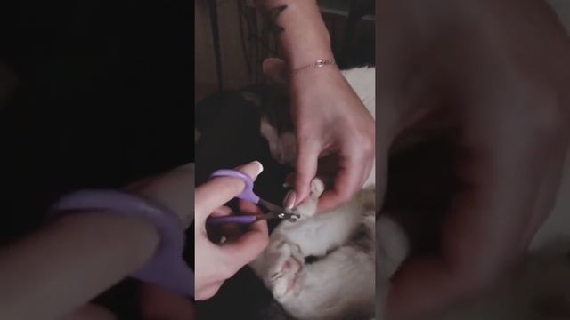 Прикол с котом стрижка когтей опасно для жизни смотреть онлайн