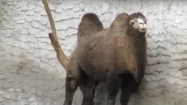 Смешной верблюд видео