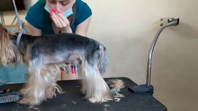 Стрижка йоркширского терьера❤️ Подросток стрижет собаку. смотреть онлайн