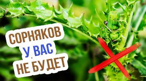 Как уничтожить сорняки на своем участке? Эффективное удаление сорняков в огороде