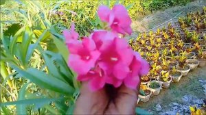 This is a bougainvillea pink red white yellow