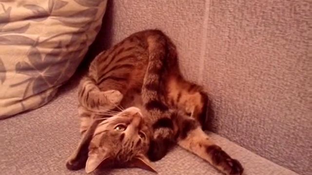 Кошка-йога смотреть онлайн