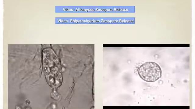 31 fungi смотреть онлайн