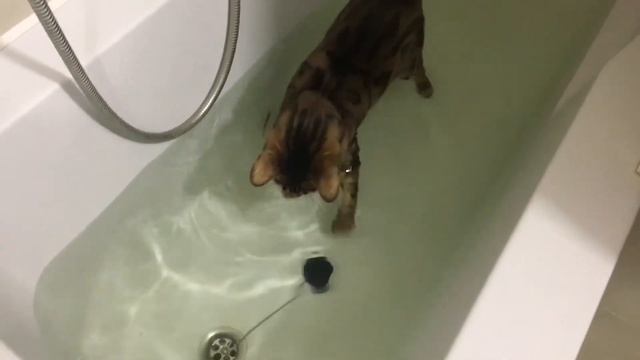 Кот моется в ванной ? ? ? смотреть онлайн