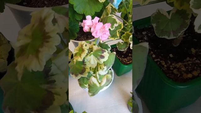 Пестролистые пеларгонии моей небольшой пока коллекции.