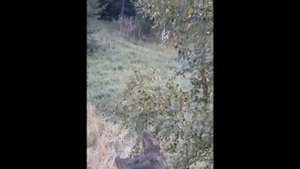 Два вечера на лабазе и три лося