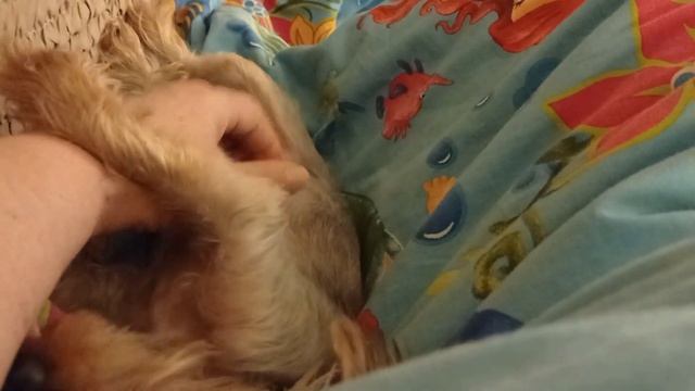 Опять ВЕТКЛИНИКА! Ежегодная прививка для йорка БЭБИ. Страшно, но надо! смотреть онлайн