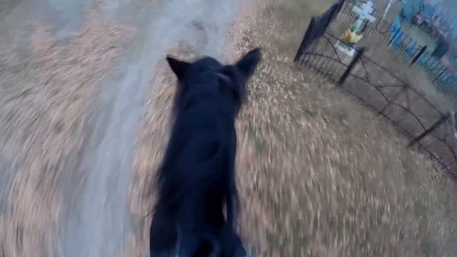 В поле на лошади. Пони обогнала лошадь!! Autumn 2016. смотреть онлайн