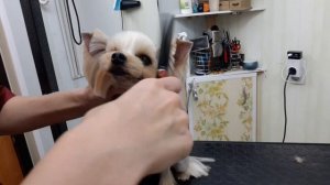 Стрижка "стопа" у йорка.