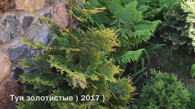Истории наших вечнозелёных растений?Формировка, размножение, деление )