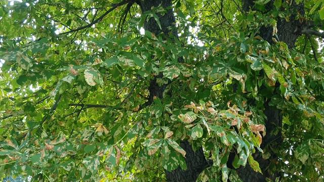 Лена и Ваня LIFE / Депрессия Лены не за горами! Когда жизнь не устраивает... / Обзор влогов