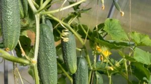 Огурцы.  Корневая гниль , лечение.