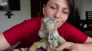 Наш питомец игуан Иван Зелёная игуана дома