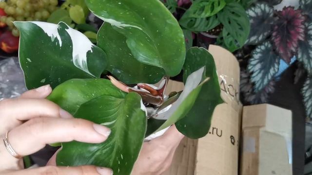 Распаковка посылки с филодендронами и монстерами смотреть онлайн