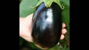 Самые урожайные и вкусные сорта баклажан. Семена 2022.