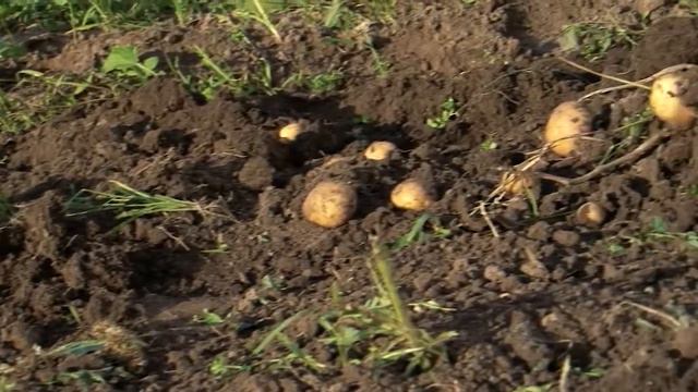 Осенние хлопоты, уборка картошки.