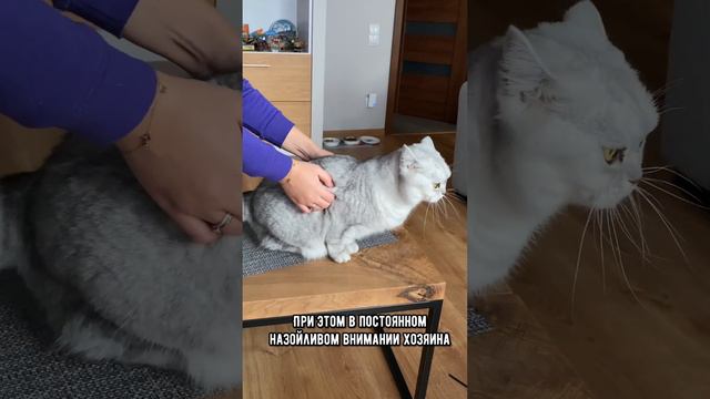 Никогда не делай эти вещи, чтобы не разбить сердце твоему котику #коты #котики #кот