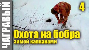 Охота на бобра капканами 4 | капкан на тропе. Hunting for the beaver by traps 4 | trap on the trail.