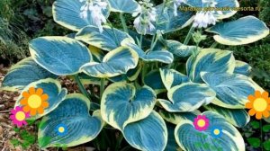 Хоста гибридная Шугар Дадди. Краткий обзор, описание характеристик hosta hybrida Sugar Daddy