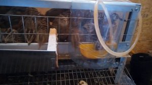 Клетка для перепелов // Разведение перепелов // Нескучная жизнь в деревне