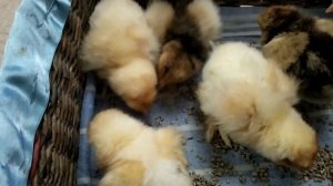 Цыплята разных пород. Кохинхины,брамы, орпингтоны