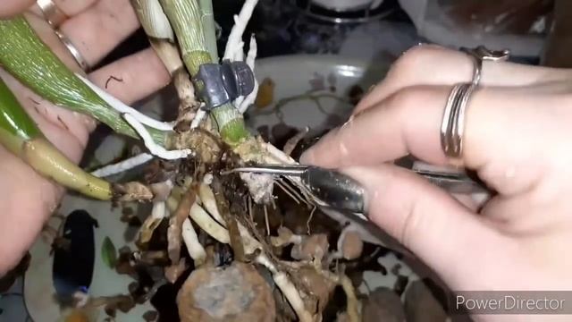 Спасение Каттлей ОРХИДЕЙ с Пересадкой/Упустила Погубила такую Орху/чистим?моем?пытаемся вернуть?ЖИТ смотреть онлайн