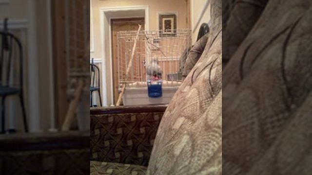 Попугай Жако учится говорить) смотреть онлайн