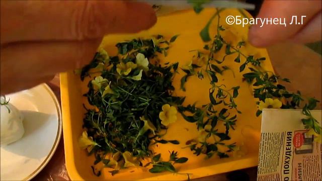 Как черенковать калибрахоа.Часть 1 #калибрахоа