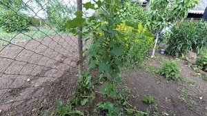 Красная смородина на штамбе, летняя обрезка.