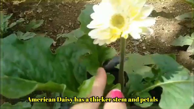 American Daisy and African Daisy