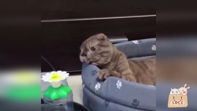 А я такая вся мимимишная. смотреть онлайн