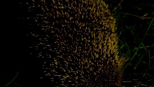 Nel mondo degli animali: Erinaceus europaeus (riccio europeo) смотреть онлайн