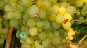 Виноград плодовый Кишмиш №342 (kishmish №342) ? обзор: как сажать, рассада винограда Кишмиш №342