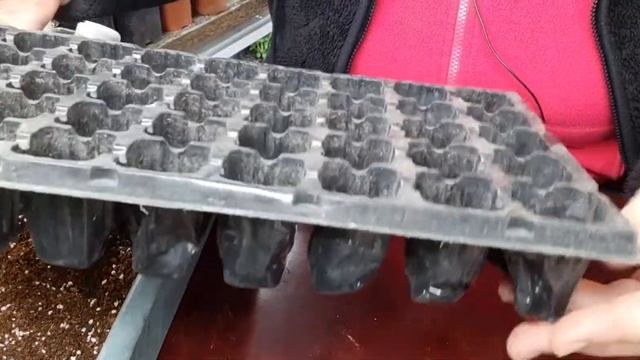 Эустома из своих семян, пикировка эустомы.