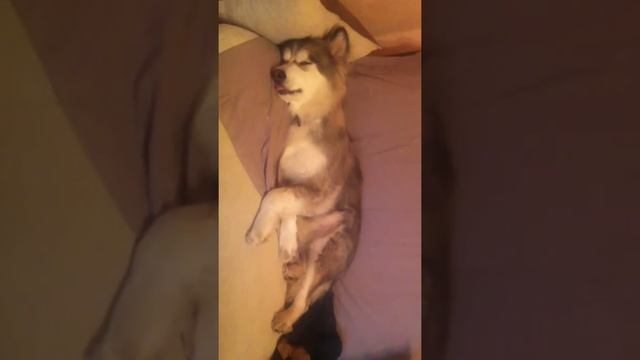 СОБАКА ДВИГАЕТСЯ ВО СНЕ смотреть онлайн