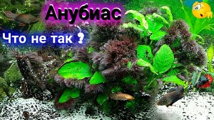 Анубиас в аквариуме "Nano". Как бороться с "Черной бородой".