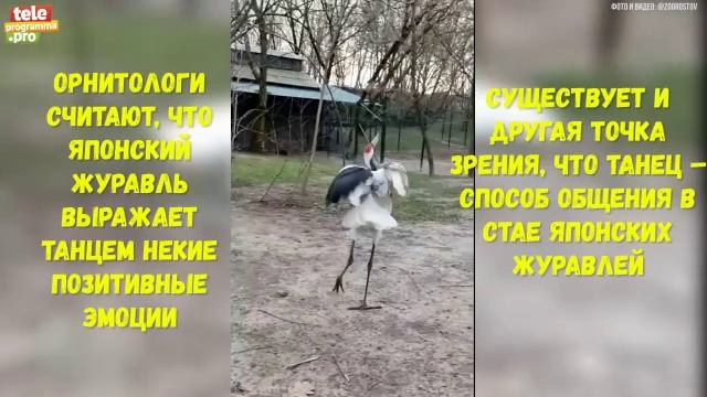 жура