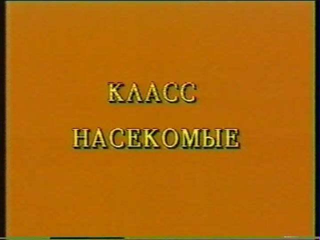 КЛАСС НАСЕКОМЫЕ