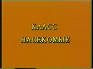 КЛАСС НАСЕКОМЫЕ